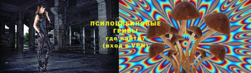 Галлюциногенные грибы MAGIC MUSHROOMS  где купить   Тайга 